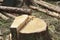 Close of tree trunk of cut down trees at felling forest