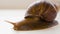 Close-u video of an Achatina fulica crawls over a white background. She wiggles her antennae and eyes.