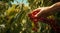 close-uo of hands picking cherry, cherries in the garden, harvest for cherries