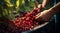 close-uo of hands picking cherry, cherries in the garden, harvest for cherries
