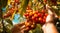 close-uo of hands picking cherry, cherries in the garden, harvest for cherries