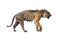 Close uo of tiger isolated on the White background