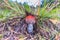 Close uo of young fly agaric, Amanita muscaria