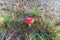 Close uo of young fly agaric, Amanita muscaria