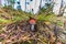 Close uo of young fly agaric, Amanita muscaria