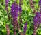 Close-up 0f blossom purple sage Salvia. Sage meadow on semicircular terraces in city park Krasnodar or Galitsky park