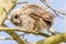 close-up 1 joung Tawny Owls