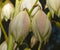 Close up of 2 Adam`s needle yucca Yucca filamentosa blooms hanging upside down