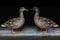 Close-up of 2 beautiful relaxing Mallard Ducks