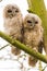 close-up 2 joung Tawny Owls