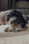 Close up of a 2 months old Havanese puppy enjoying a chew on a rug