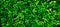 Close up 20:9 horizontal banner shrub,small round foliage,deep bright green shades.Texture for photo,desktop wallpapers
