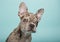 Close-up of 3 month old french bulldog puppy on turquoise green background