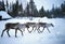 close up 3 reindeers walking in the snow lapland finland scandinavia frozen white snow with pine forest trees