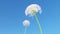 Close up 3d rendering dandelion flowers in blooming over blue sky