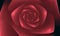 Close up of 3d rose bud in burgundy color over dark background.