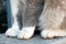Close up of 4 dirty cat`s paws. sitting cat.