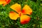 Close up of a 4 leaf orange flower in the garden surround by lush green leaves