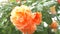 Close-up. 4k. a flower of an orange rose after a rain.