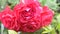 Close-up. 4k. a flower of a pink rose after a rain.