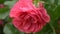 Close-up. 4k. a flower of a pink rose after a rain.