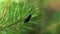 Close-up 4k shot of red black spotted butterfly perched on pine leaves.