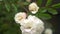 Close-up. 4k. a white rose flower after the rain.