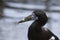 Close-up of Abdim Stork - Ciconia adimii White-bellied stork