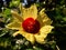 Close up Abelmoschus crinitus Abelmoschus hainanensis, Abelmoschus racemosus, Hibiscus bodinieri, Hibiscus cavaleriei, Hibiscus h