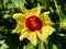 Close up Abelmoschus crinitus Abelmoschus hainanensis, Abelmoschus racemosus, Hibiscus bodinieri, Hibiscus cavaleriei, Hibiscus h