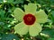 Close up Abelmoschus crinitus Abelmoschus hainanensis, Abelmoschus racemosus, Hibiscus bodinieri, Hibiscus cavaleriei, Hibiscus h