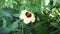 Close up Abelmoschus crinitus Abelmoschus hainanensis, Abelmoschus racemosus, Hibiscus bodinieri, Hibiscus cavaleriei, Hibiscus h