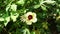 Close up Abelmoschus crinitus Abelmoschus hainanensis, Abelmoschus racemosus, Hibiscus bodinieri, Hibiscus cavaleriei, Hibiscus h