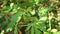 Close up Abelmoschus crinitus Abelmoschus hainanensis, Abelmoschus racemosus, Hibiscus bodinieri, Hibiscus cavaleriei, Hibiscus h