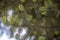 close-up of the abies alba (coniferous) tree. Blurred Background