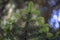 close-up of the abies alba (coniferous) tree. Blurred Background