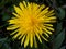 Close-up from above of a beautiful yellow dandelion flower with a dark background underneath