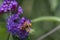 Close up from above to a hornet mimic hoverfly Volucella zonaria on buddleia blossoms