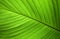 Close-up abstract of green leaf nature background