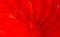 Close up abstract image of beautiful red flower petals arranged in layers background..