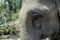 A close up abstract image of an elephants face.