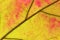 Close up of abstract maple autumn leave background