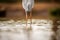 A close up abstract photograph of the legs of a Grey Heron bird standing in water