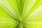 Close up abstract shot of green fan palm leaf with blurred converging lines towards the stem