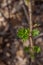 Close up abstract view of emerging leaves on a wild gooseberry plant