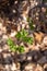 Close up abstract view of emerging leaves on a wild gooseberry plant