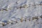 Close up abstract view of harvested corn rows covered with snow on a sunny winter day