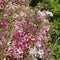 Close up of abundant pink and white flowers of Weigelia florida \\\'Variegata\\\'