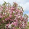 Close up of abundant pink and white flowers of Weigelia florida \\\'Variegata\\\'