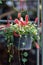 Close up Acalypha reptans in black pot in the garden.The Lance Leaf Copper plant or Red-hot cat`s tail .